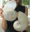 6-1/4 inch and 6-1/4 inch Pearl Nautilus Shells, White Nautiilus Shells - You are buying the 2 nautilus shown for $15.00 each