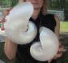 6 inch and 6-3/4 inch Pearl Nautilus Shells, White Nautiilus Shells - You are buying the 2 nautilus shown for $15.00 each