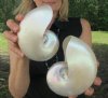 5 inch and 5-3/4 inch Pearl Nautilus Shells, White Nautiilus Shells - You are buying the 2 nautilus shown for $13.00 each