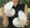 5 inch and 5-3/4 inch Pearl Nautilus Shells, White Nautiilus Shells - You are buying the 2 nautilus shown for $13.00 each