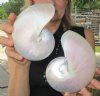 5 inch and 5-1/2 inch Pearl Nautilus Shells, White Nautiilus Shells - You are buying the 2 nautilus shown for $13.00 each
