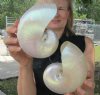5-1/2 inch and 5-3/4 inch Pearl Nautilus Shells, White Nautiilus Shells - You are buying the 2 nautilus shown for $13.00 each