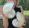 5-1/2 inch and 5-3/4 inch Pearl Nautilus Shells, White Nautiilus Shells - You are buying the 2 nautilus shown for $13.00 each