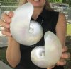 5-1/2 inch and 5-1/4 inch Pearl Nautilus Shells, White Nautiilus Shells - You are buying the 2 nautilus shown for $13.00 each