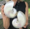 5-1/2 inch and 5-3/4 inch Pearl Nautilus Shells, White Nautiilus Shells - You are buying the 2 nautilus shown for $13.00 each