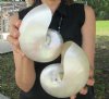 5-3/4 inch and 5-1/4 inch Pearl Nautilus Shells, White Nautiilus Shells - You are buying the 2 nautilus shown for $13.00 each