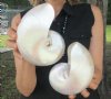 5-3/4 inch and 5-1/4 inch Pearl Nautilus Shells, White Nautiilus Shells - You are buying the 2 nautilus shown for $13.00 each