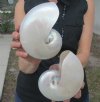 2 Pearl Nautilus Shells, White Nautiilus Shells measuring 5-3/4 inches - You are buying the 2 nautilus shown for $13.00 each