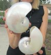 5-1/2 inch and 5-3/4 inch Pearl Nautilus Shells, White Nautiilus Shells - You are buying the 2 nautilus shown for $13.00 each
