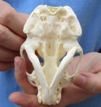 4-5/8 by 2-7/8 inches North American Otter Skull for $37.00