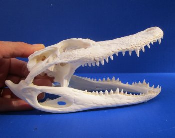 Wholesale Alligator Skull 7 and 8 inches long @ $50.00 each