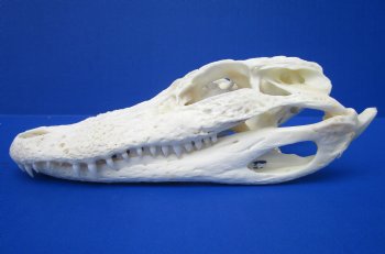 Wholesale Alligator Skull 7 and 8 inches long @ $50.00 each