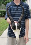 12 inch Springbok Horns on Springbok Skull - You are buying the skull and horns shown for $45.00