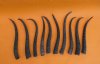 10 Piece Female Springbok Horns 8-3/4 to 10-1/4 inches long (You are buying the 10 horns in the photos) for $40.00