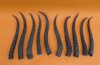 10 Piece Female Springbok Horns 8-1/2 to 9-3/4 inches long (You are buying the 10 horns in the photos) for $40.00