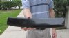 Polished Water Buffalo Horn piece from India 17 inches long, Bubalus Bubalis (This is the horn piece you are buying) for $15.00