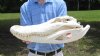 20-1/2 inch long Alligator Skull from an 12 foot Louisiana Alligator (You are buying the skull shown) for $150.00