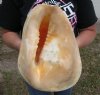 11-1/2 inches Yellow Helmet Shell, Horned Helmet Shell, Cassis Cornuta - You are buying the yellow helmet seashell pictured for $25.00