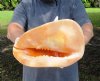 11-1/2 inch Yellow Helmet Shell, Horned Helmet Shell, Cassis Cornuta - You are buying the yellow helmet seashell pictured for $25.00