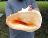 12 inch Yellow Helmet Shell, Horned Helmet Shell, Cassis Cornuta - You are buying the yellow helmet seashell pictured for $25.00