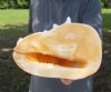 11-1/2 inch Yellow Helmet Shell, Horned Helmet Shell, Cassis Cornuta - You are buying the yellow helmet seashell pictured for $25.00