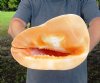 11-1/2 inches Yellow Helmet Shell, Horned Helmet Shell, Cassis Cornuta - You are buying the yellow helmet seashell pictured for $25.00
