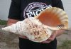 14-3/4 inches Pacific Triton Trumpet Shell, #2 Grade quality - You are buying the Pacific triton shell pictured for $60.00