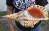 15 inches Pacific Trumpet Triton Sea Shell, Charonia tritonas, #2 Quality - You are buying the pacific triton pictured for $60.00