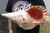 15 inches Pacific Triton Trumpet Seashell #2 Grade Quality - You are buying the Pacific triton pictured for $60.00