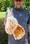 14-1/2 inches Pacific Triton Trumpet Seashell #2 Grade Quality - You are buying the Pacific triton pictured for $60.00