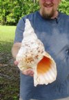 14-1/2 inches Pacific Triton Trumpet Seashell #2 Grade Quality - You are buying the Pacific triton pictured for $60.00