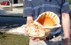 14-1/2 inch Pacific Triton Trumpet Seashell #2 Grade Quality - You are buying the Pacific triton pictured for $60.00