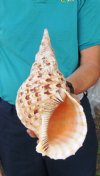 12-1/2 inch Pacific Triton Trumpet Seashell #2 Grade Quality - You are buying the Pacific triton pictured for $50.00