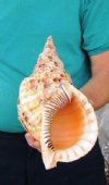 12-1/2 inch Pacific Triton Trumpet Seashell #2 Grade Quality - You are buying the Pacific triton pictured for $50.00