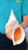 13-1/2 inch Pacific Triton Trumpet Seashell #2 Grade Quality - You are buying the Pacific triton pictured for $50.00