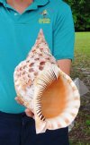 13-1/2 inch Pacific Triton Trumpet Seashell #2 Grade Quality - You are buying the Pacific triton pictured for $50.00