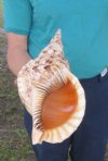 13-1/2 inch Pacific Triton Trumpet Seashell #2 Grade Quality - You are buying the Pacific triton pictured for $50.00