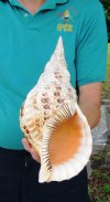 13-1/2 inch Pacific Triton Trumpet Seashell #2 Grade Quality - You are buying the Pacific triton pictured for $50.00