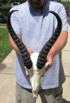 11 and 11-3/4 inch Springbok Horns and Skull for African themed decorating - You are buying the skull and horns shown for $40.00