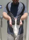 10-1/4 inches Springbok Horns on Springbok Skull - You are buying the springbok skull and horns shown for $40