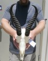 9 inches Springbok Horns on Springbok Skull, one horn has a scrape on the back - You are buying the skull and horns shown for $40