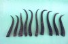 10 bulk Female Springbok Horns Antlers for crafts 7-1/2" to 9-3/4" - You are buying the horns shown for $4.00 each