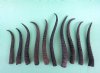 10 bulk Female Springbok Horns Antlers for crafts 7" to 10-1/4" - You are buying the horns shown for $4.00 each