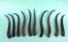 10 bulk Female Springbok Horns Antlers for crafts 9" to 9-1/2" - You are buying the horns shown for $4.00 each