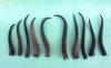 10 bulk Female Springbok Horns Antlers for crafts 7" to 10-1/4" - You are buying the horns shown for $4.00 each