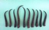 10 bulk Female Springbok Horns Antlers for crafts 7-1/4" to 11" - You are buying the horns shown for $4.00 each