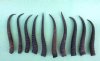 10 bulk Female Springbok Horns Antlers for crafts 7-1/4" to 8-1/2" - You are buying the horns shown for $4.00 each