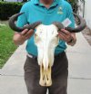 21-1/2 inch Blue Wildebeest Skull and Horns (You are buying the skull and horns shown) for $90.00
