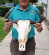 18 inch Blue Wildebeest Skull and Horns (You are buying the skull and horns shown) for $90.00