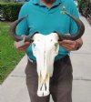 19-1/2 inch Blue Wildebeest Skull and Horns (You are buying the skull and horns shown) for $90.00
